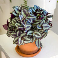 Gestreepte Misère - Tradescantia zebrina - Bakker