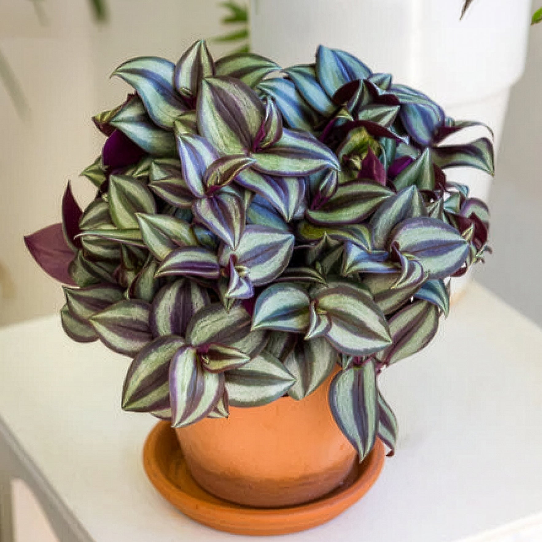 Gestreepte Misère - Tradescantia zebrina - Bakker