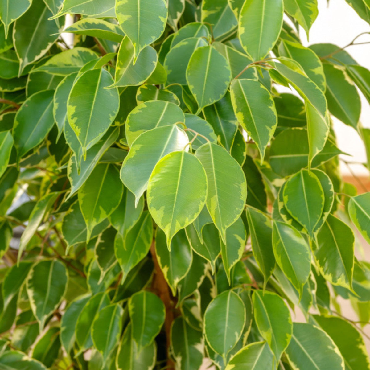 Treurvijg Golden King - Ficus benjamina Golden King - Bakker