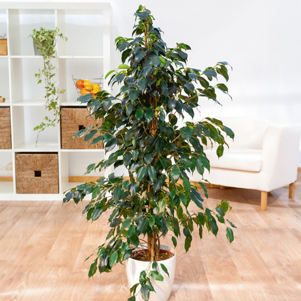 Treurvijg Danielle - Ficus benjamina Danielle - Bakker