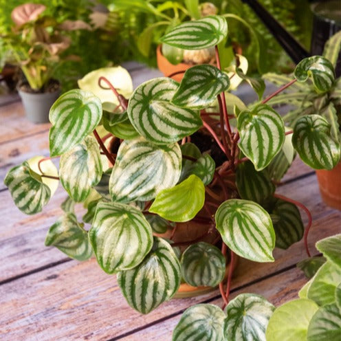 Zilverklimmer - Peperomia argyreia