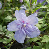 Hibiscusblauw chiffon - Bakker