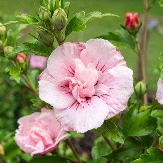 Hibiscus Roze Chiffon - Hibiscus Syriacus Pink Chiffon - Heesters