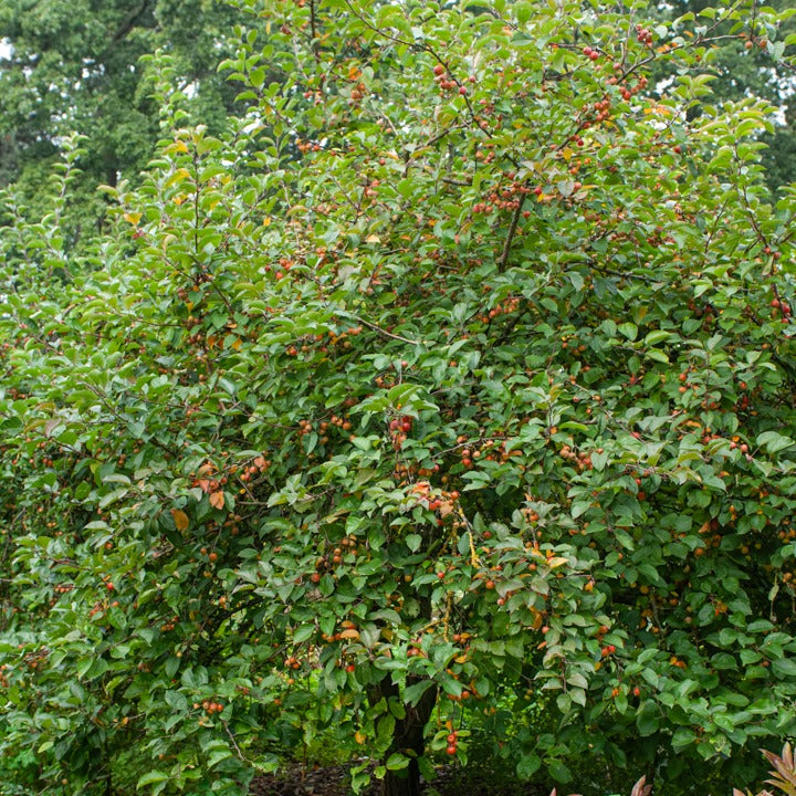 Sierappel - Sierappel Evereste Perpetu - Malus Evereste Perpetu