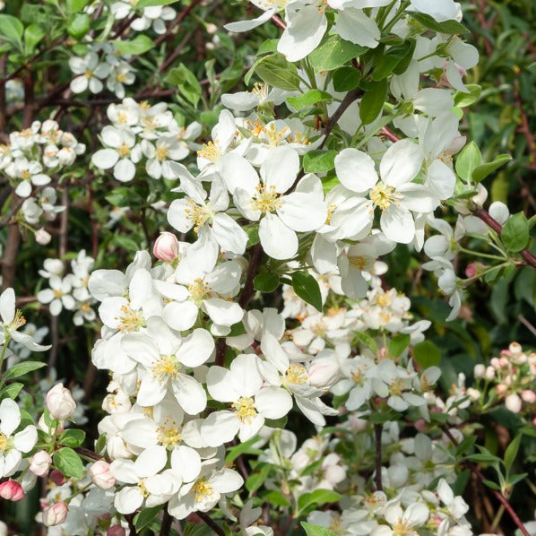 Malus Evereste Perpetu - Sierappel Evereste Perpetu - Sierappel