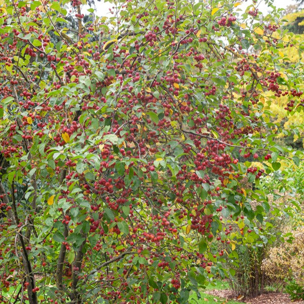 Sierappel Evereste Perpetu - Malus Evereste Perpetu - Type plant