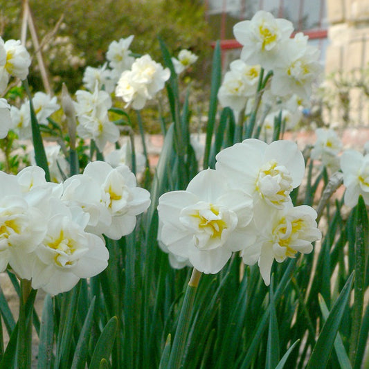 5 Narcissen 'Cheerfulness' - Bakker
