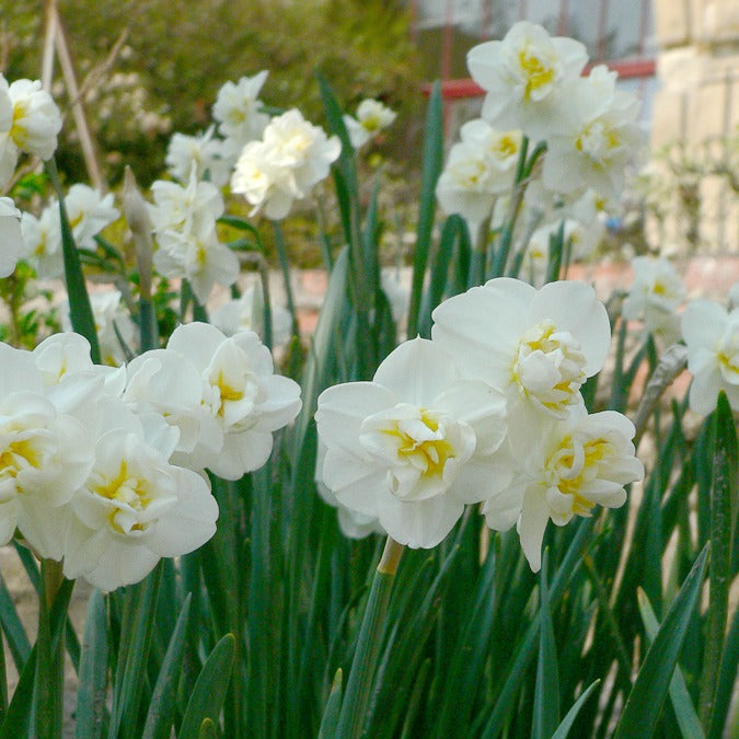 5 Narcissen 'Cheerfulness' - Bakker