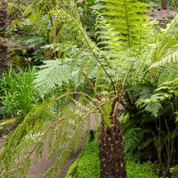 Zuidelijke boomvaren - Cyathea Australis - Bakker