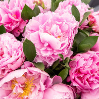 Pioenroos Jacorma - Paeonia lactiflora Jacorma - Bakker