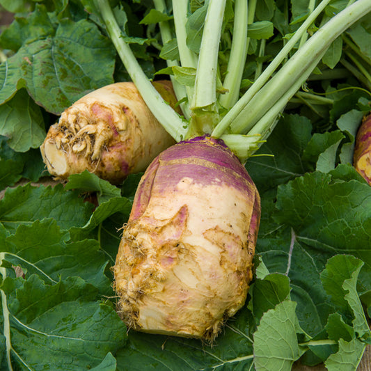 Koolraap 'Champion' - Bakker