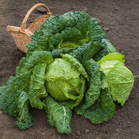 Savooiekool 'Vertus 2' - Brassica oleracea sabauda gros des vertus 2 - Bakker