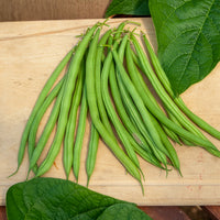Bonenzaden - Sperzieboon 'Mangetout Castandel' - Phaseolus vulgaris nain mangetout castandel (obt. clause)