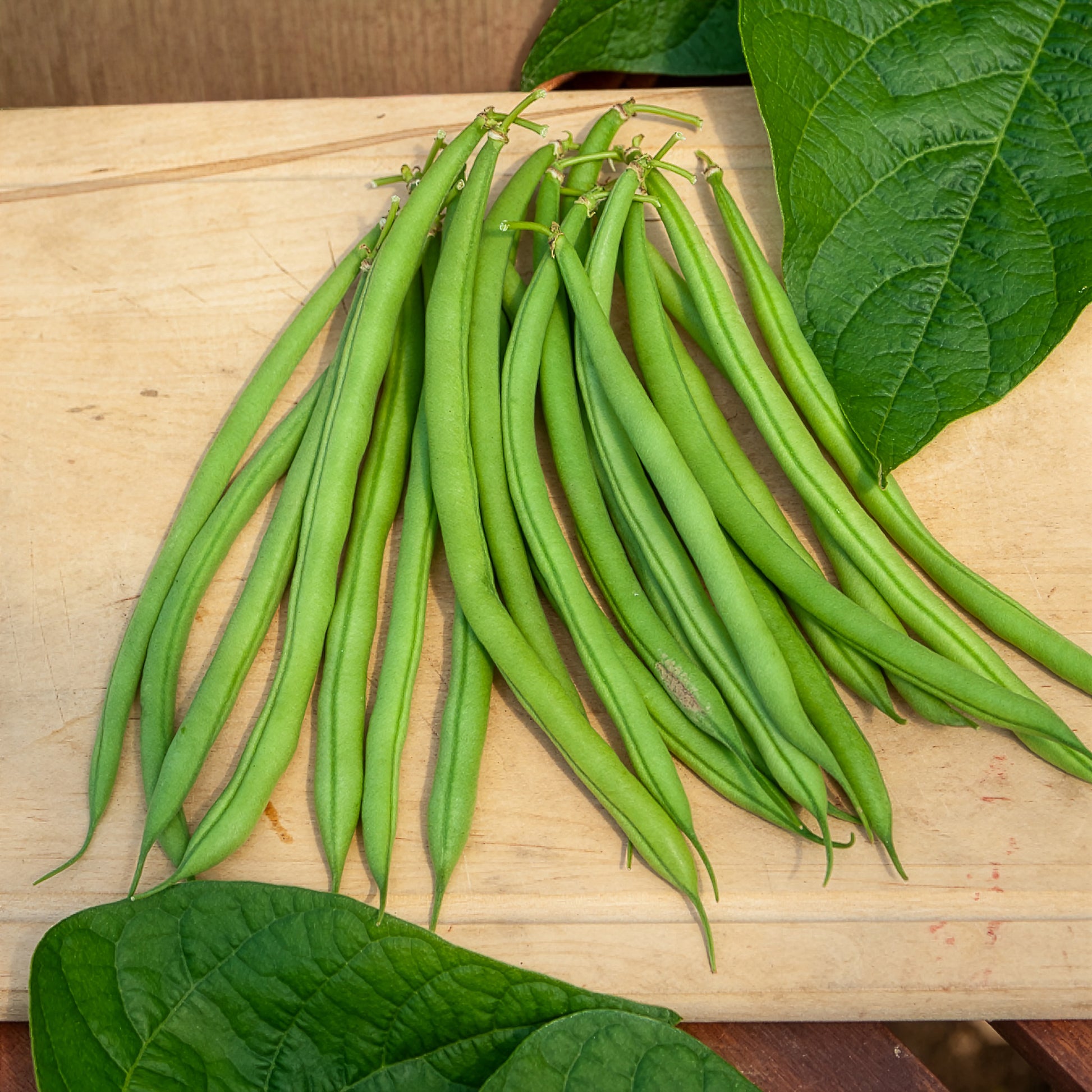 Bonenzaden - Sperzieboon 'Mangetout Castandel' - Phaseolus vulgaris nain mangetout castandel (obt. clause)