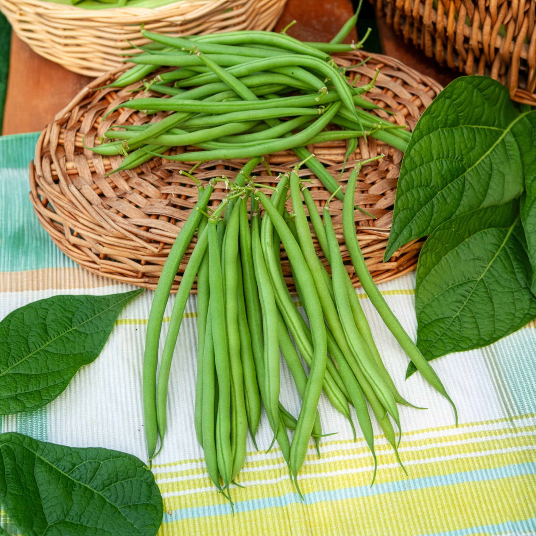 Verkoop Sperzieboon 'Mangetout Castandel' - Phaseolus vulgaris nain mangetout castandel (obt. clause)