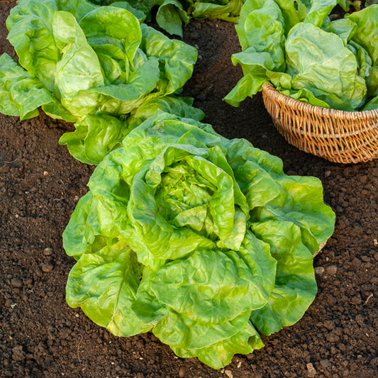 Kropsla 'Verpia' - Bakker