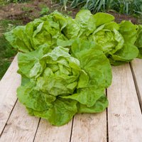 Kropsla 'Dikke blonde traagschietende' - Lactuca sativa grosse blonde paresseuse - Bakker