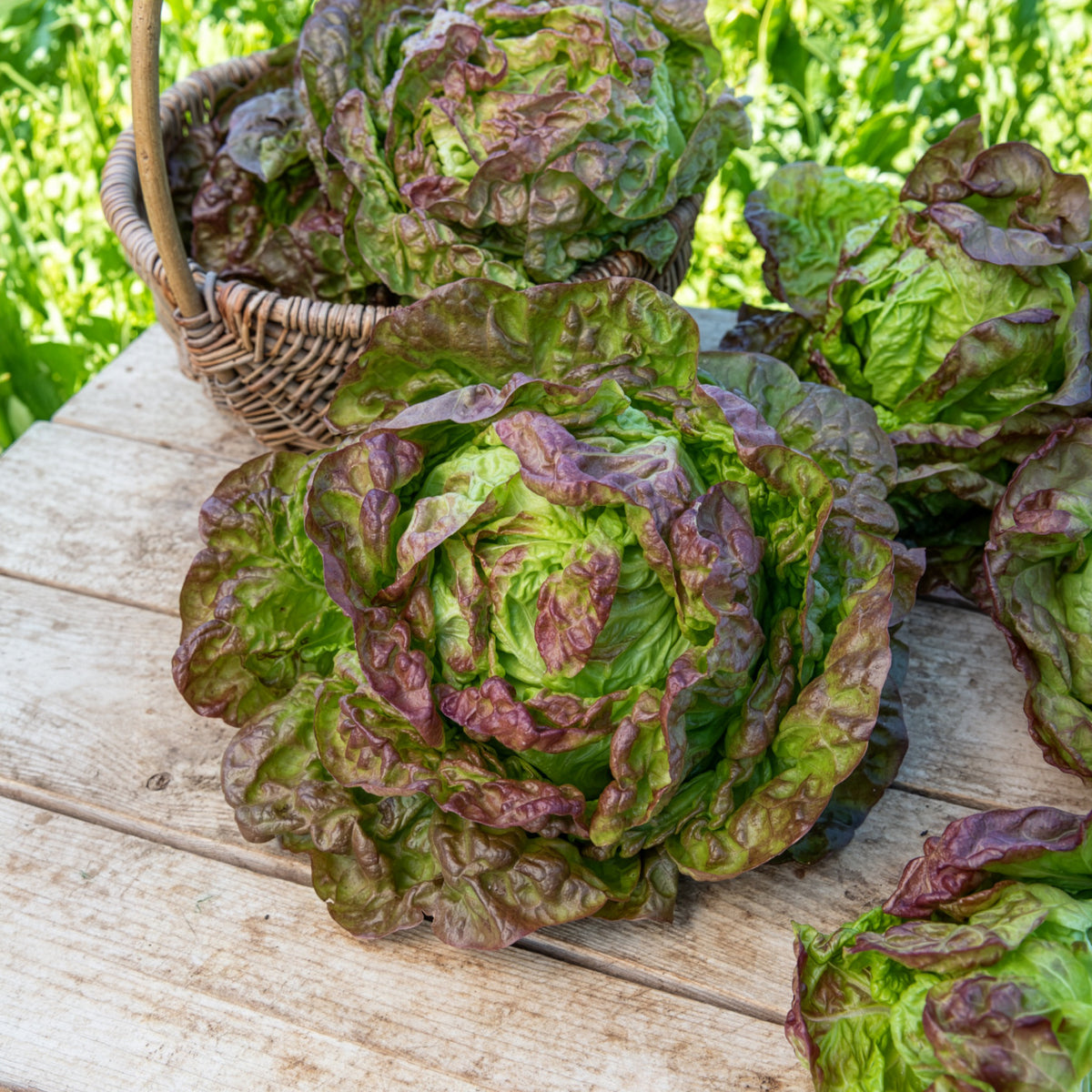 Kropsla 'Wonder der Vier Jaargetijden' - Lactuca sativa Merveille des Quatre Saisons - Bakker