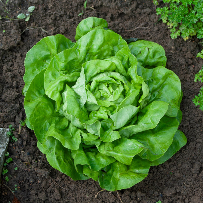 Lactuca sativa rigoletto - Kropsla 'Rigoletto' - Slazaden