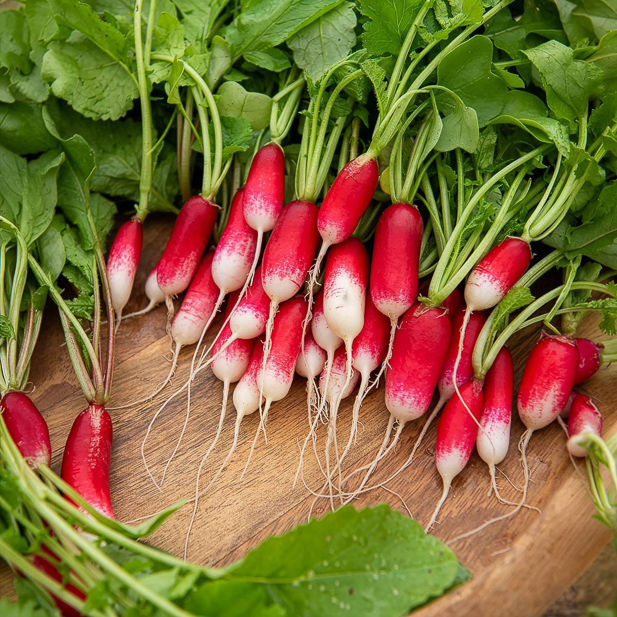 Radijs '18 Jours' - BIO - Bakker