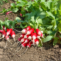 Radijs 'Bamba' - Bakker