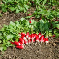 Radijs 'Bamba' - Raphanus sativus bamba (obt clause) - Bakker