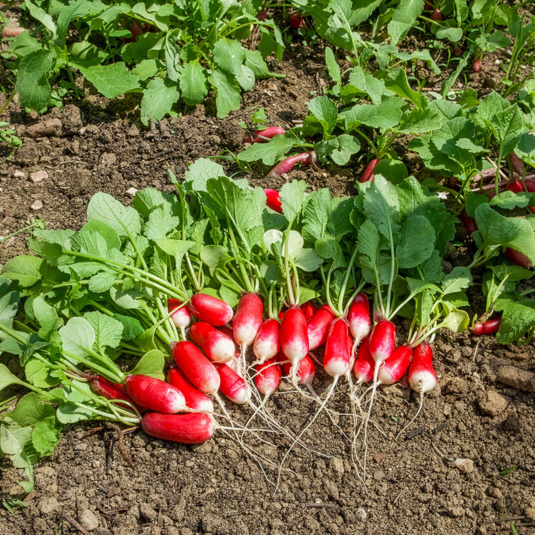 Radijs 'Bamba' - Raphanus sativus bamba (obt clause) - Bakker