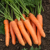Wortel Mix 'Naintaise' + 'Carentan' + 'Comar' - Collection de carottes: 40g Nantaise, 5gCarentan, 5 g Colmar - Bakker