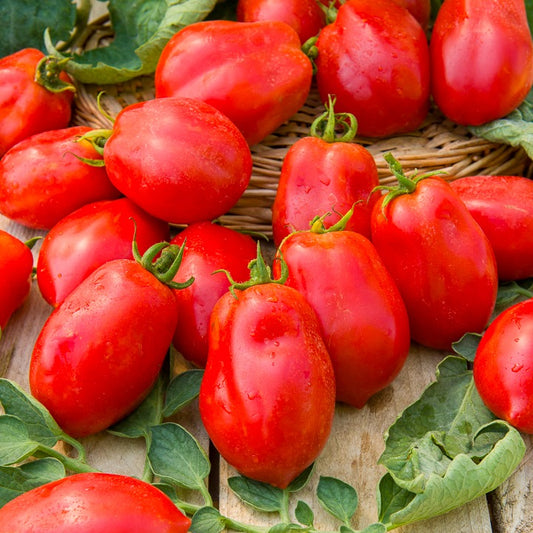 Roma tomaat VF
