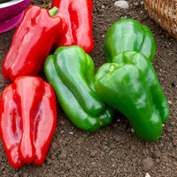 Paprika 'Lamuyo F1' - Capsicum annuum lamuyo f1 - Bakker
