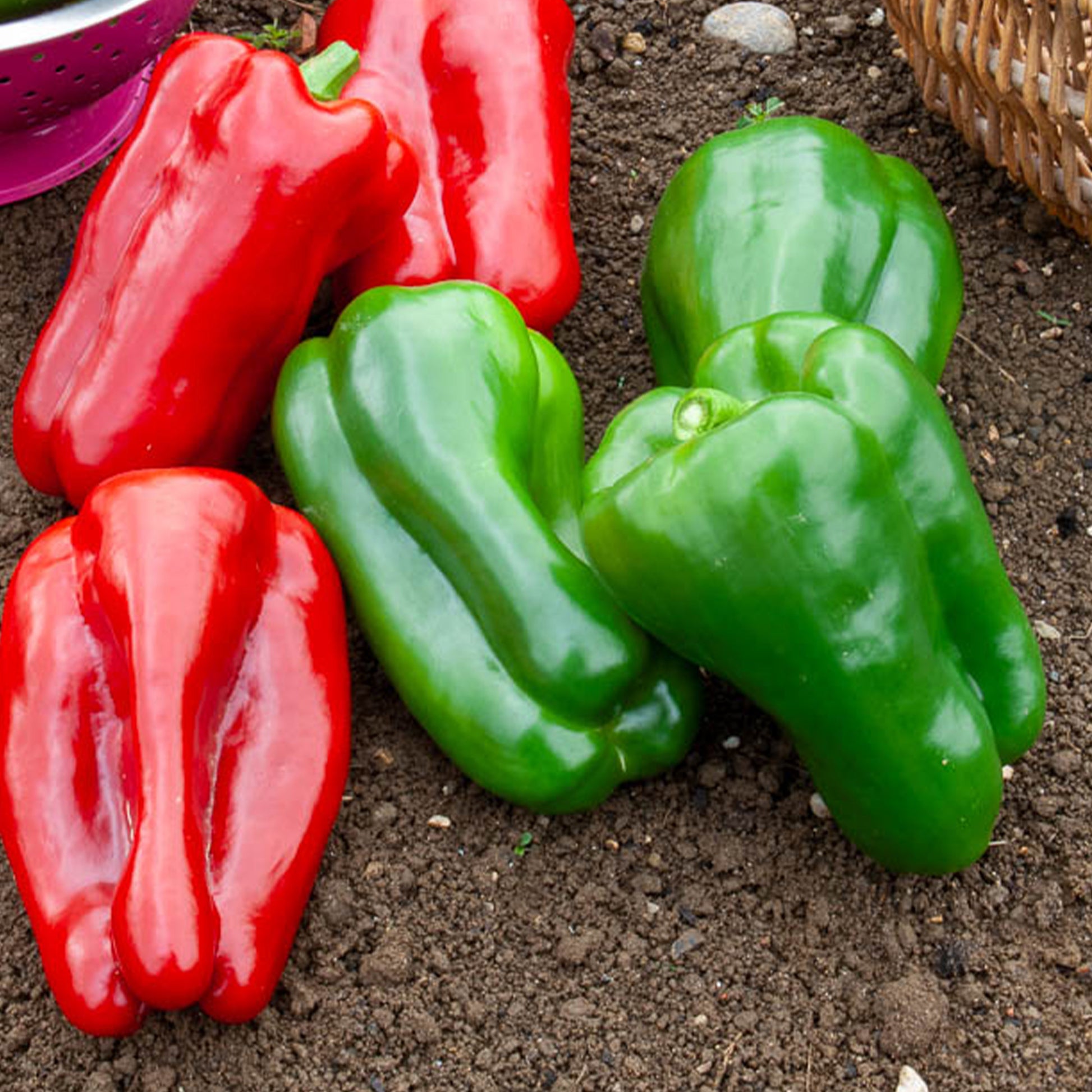 Paprika 'Lamuyo F1' - Capsicum annuum lamuyo f1 - Bakker