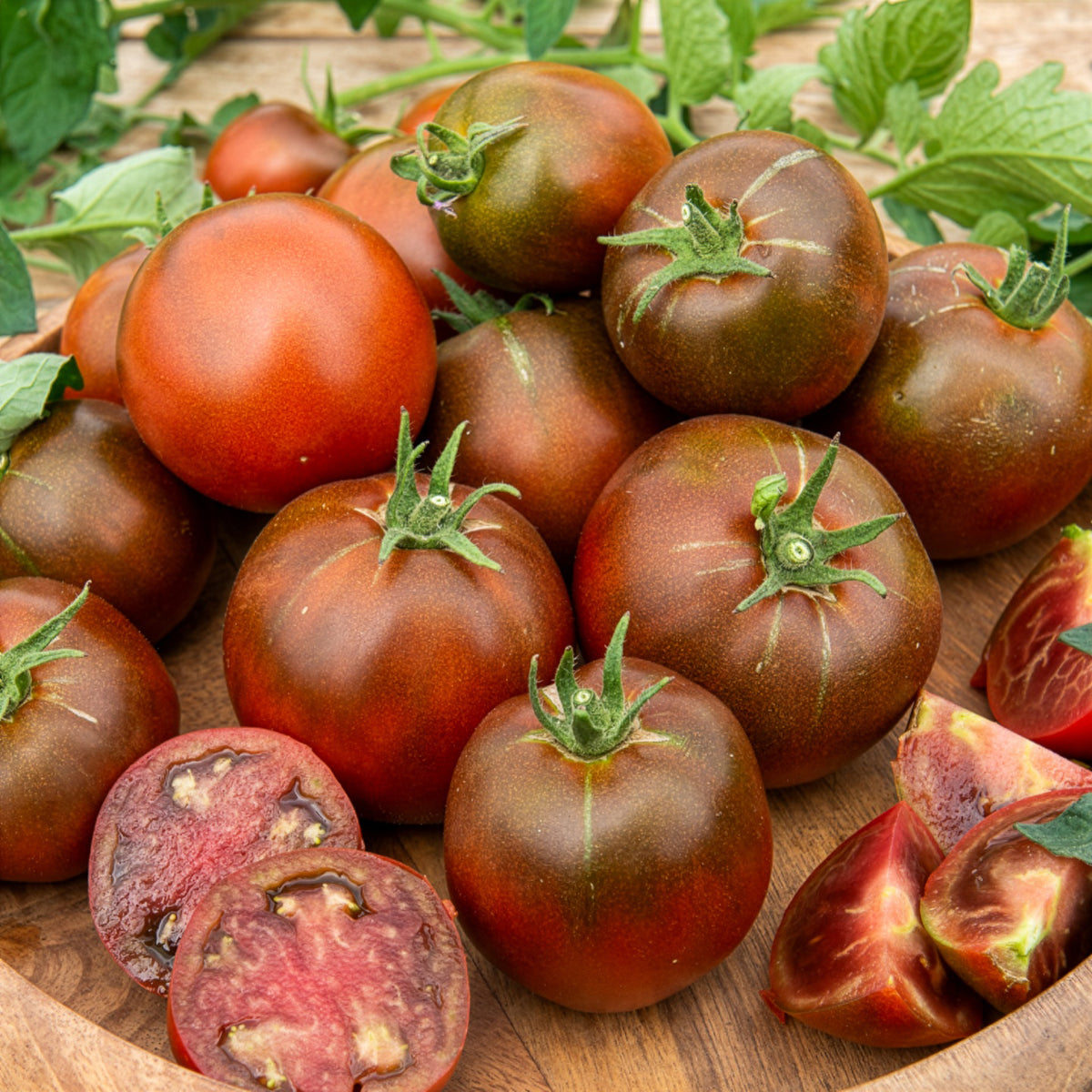 Tomaat 'Black Russian' - Solanum lycopersicum noire russe - Bakker