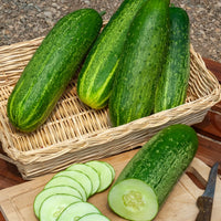 Komkommer 'Le Généreux' - Cucumis sativus le généreux - Bakker