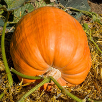 Reuzenpompoen 'Atlantic Giant' - Cucurbita maxima atlantic giant - Bakker