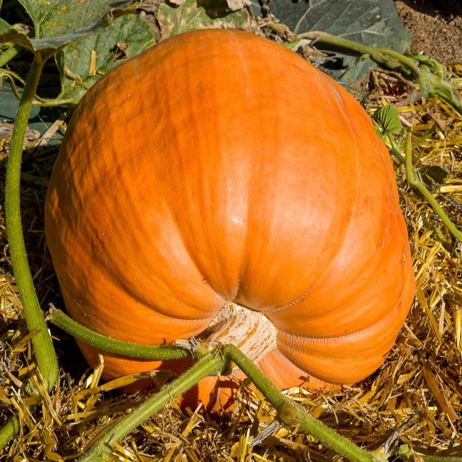 Reuzenpompoen 'Atlantic Giant' - Cucurbita maxima atlantic giant - Bakker