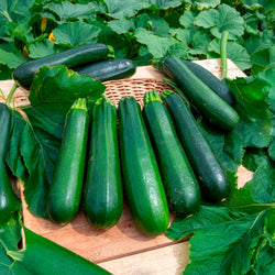 10 Courgette BIO zaden  - niet woekerend - Bakker