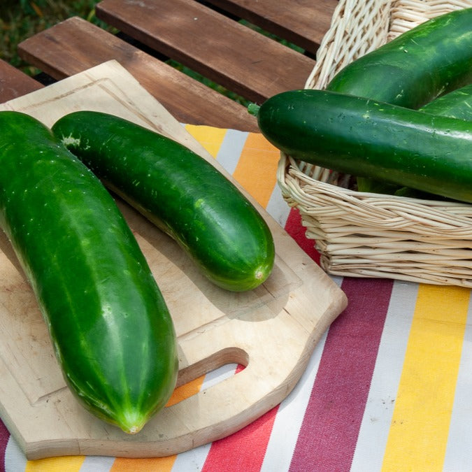 Cucumis sativus vert long maraîcher - Komkommer - lang - Komkommerzaden