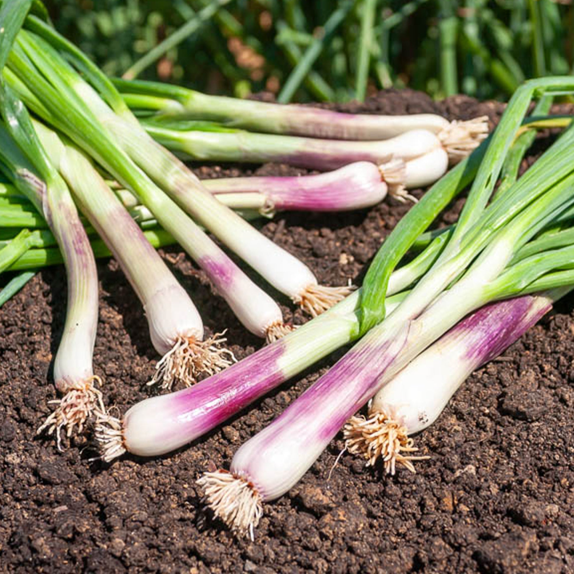 Grof bieslook - Allium fistulosum - Bakker