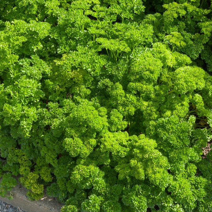 Peterselie 'Bravour' - Petroselinum crispum Bravour - Bakker