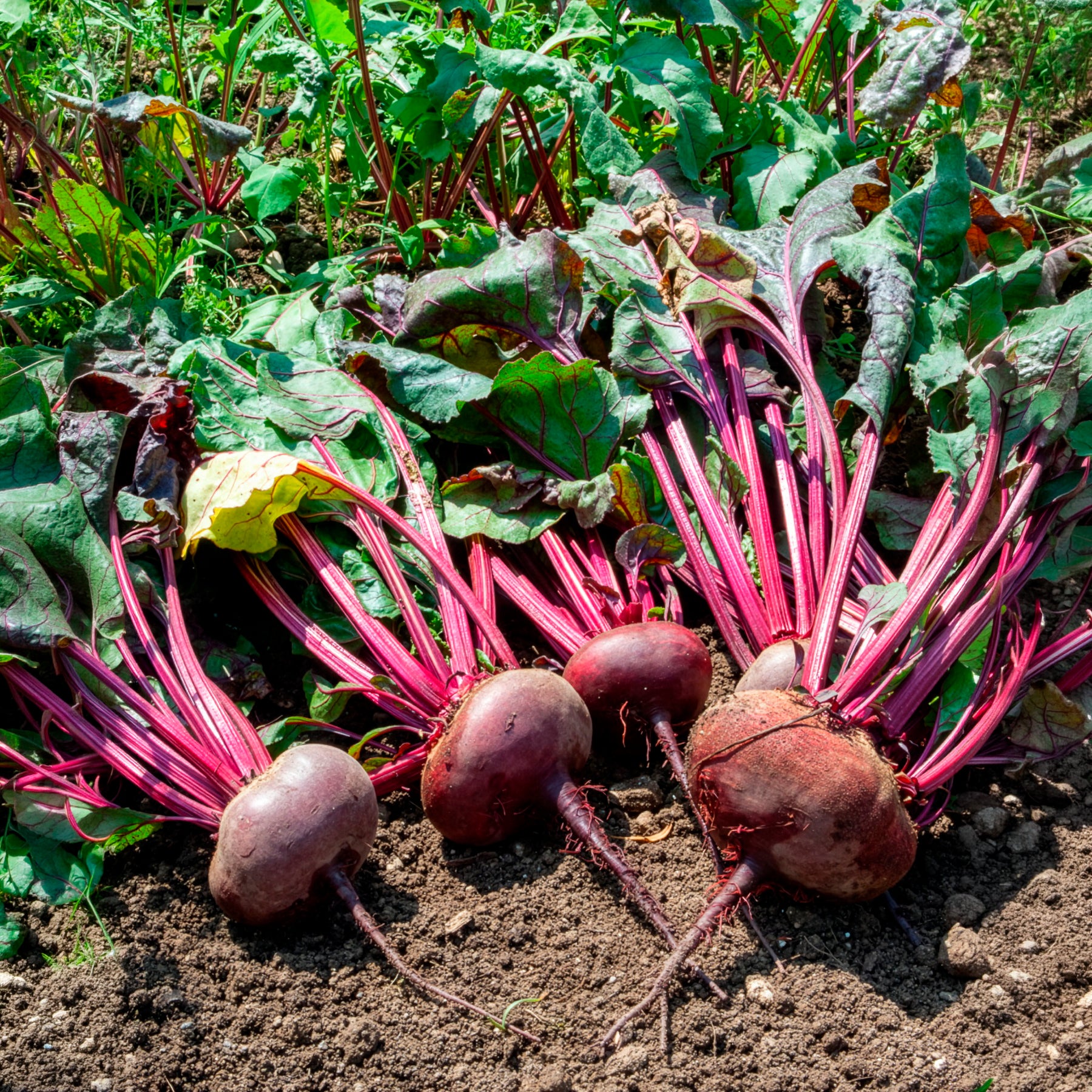Zwart biet 'Egyptische platronde' - BIO - Beta vulgaris d'egypte - Bakker
