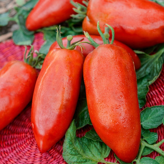 Tomatenmix 'De Andes'