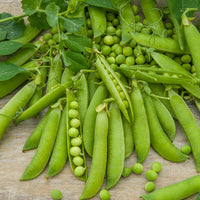 Stamdoperwt 'Kelvedon Wonder' - Bakker