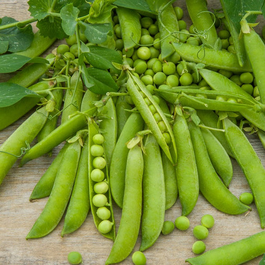 Stamdoperwt 'Kelvedon Wonder' - Bakker