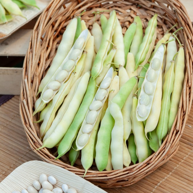 Bonenzaden - Bonen Mix - Collection de 3 haricots assortis