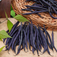 Paarse sperzieboon - Phaseolus vulgaris - Bakker