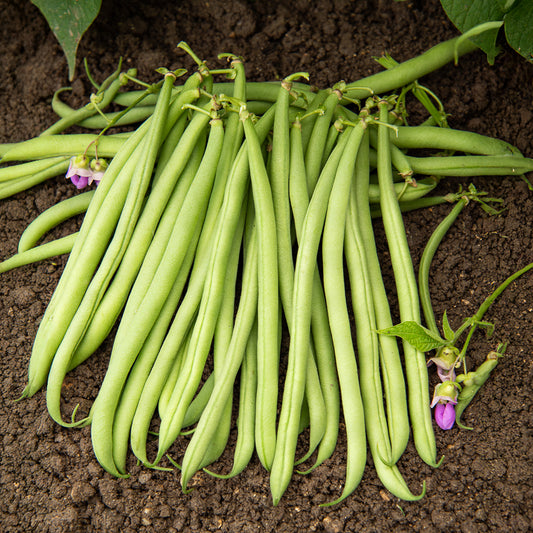 Sperzieboon 'Deninel' - Bakker