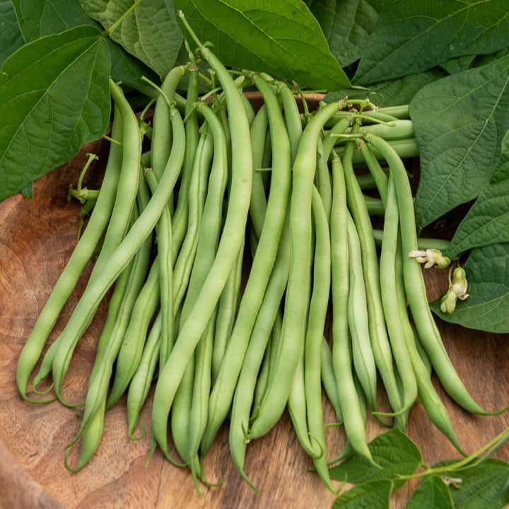 Slaboon 'Argus' - Phaseolus vulgaris argus - Bakker