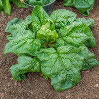 Winterspinazie  - BIO - Bakker