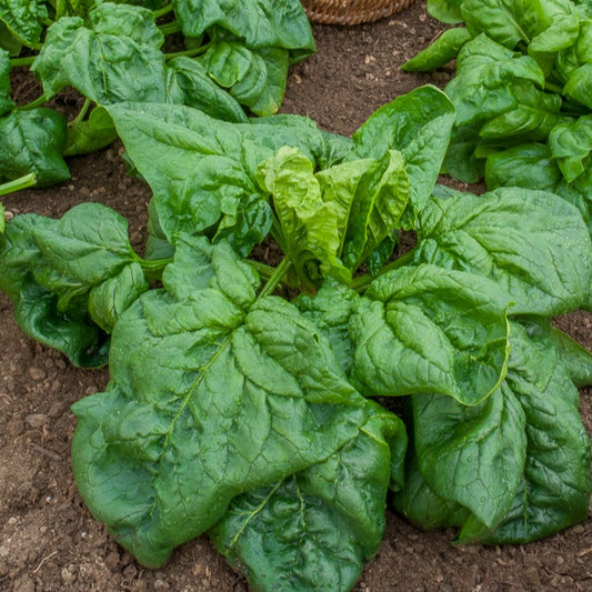 Spinazie 'Gigante d'Inverno - Bakker