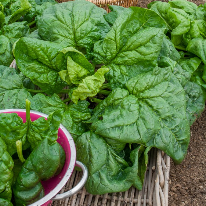 Epinard geant d'hiver - Winterspinazie  - BIO - Spinacia - Spinazie